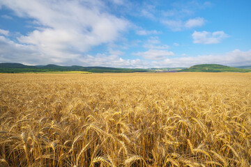 Meadow of wheat.