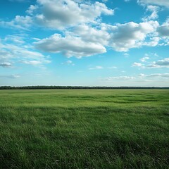 Close up of green grass with morning light in the rice field.
