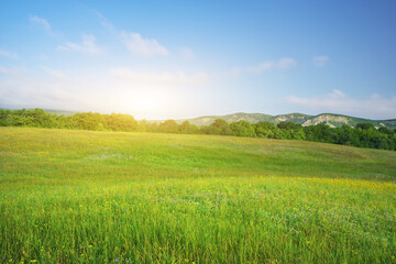 Obraz premium Green spring meadow in mountain.