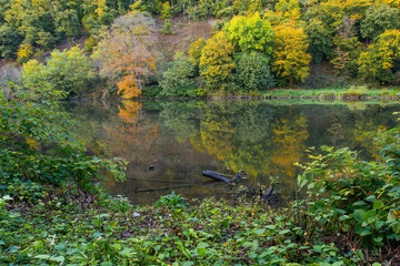 A beautiful forest with a river running through it