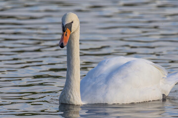 A swan is swimming in a lake