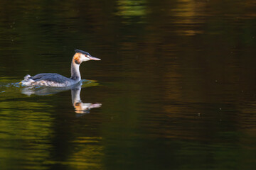 Great crested grebe in its natural habitat swimming in lake