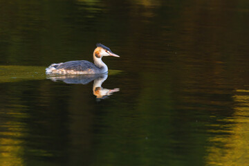 Great crested grebe in its natural habitat swimming in lake