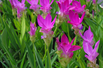 Fototapeta premium siam tulip flower in garden