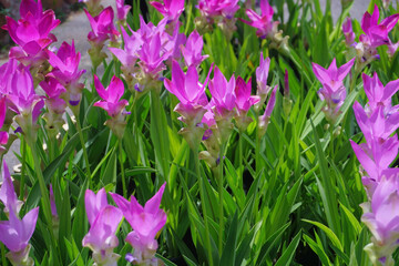 siam tulip flower in garden