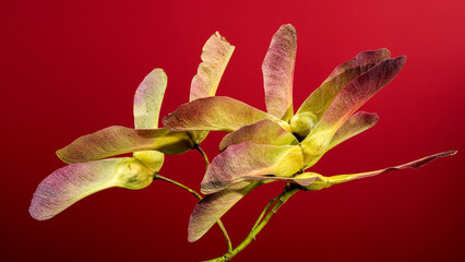Maple seeds on a red background