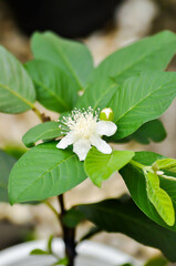 guava tree, MYRTACEAE or Psidium guajava Linn  and guava flower