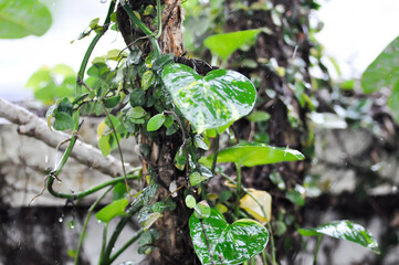 Devils Ivy, Golden Pothos or Hunters Robe or Epipremnum aureum or Araceae and rain drop