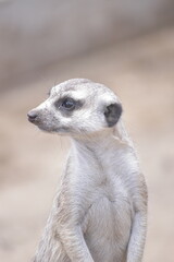 Close up Slender Tailed Meerkat. The meerkat (Suricata suricatta) or suricate is a small mongoose found in southern Africa. Known for their upright posture, curious expressions, cooperative behavior.