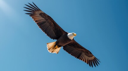 Fototapeta premium A close-up shot of a bald eagle soaring through a clear blue sky, wings fully spread, focusing on the sharp details of its feathers.