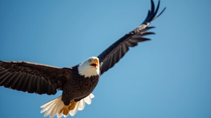 Fototapeta premium A close-up shot of a bald eagle soaring through a clear blue sky, wings fully spread, focusing on the sharp details of its feathers.