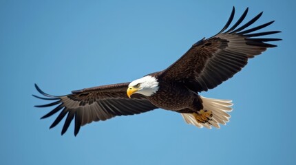 Naklejka premium A close-up shot of a bald eagle soaring through a clear blue sky, wings fully spread, focusing on the sharp details of its feathers.