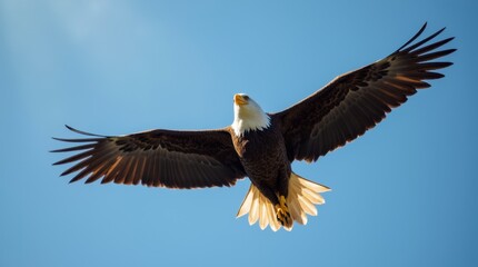 Fototapeta premium A close-up shot of a bald eagle soaring through a clear blue sky, wings fully spread, focusing on the sharp details of its feathers.