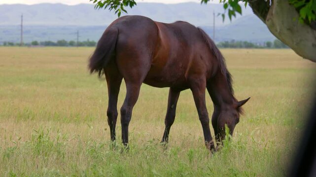 rear view of brown horse is grazing on dry grass field at overcast summer day