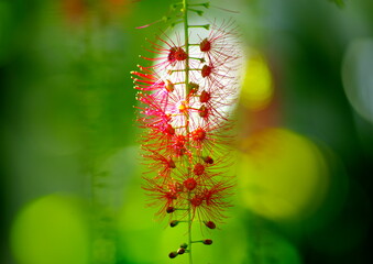 赤色サガリバナ