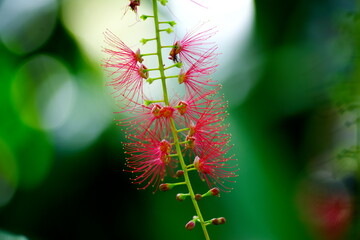 赤色サガリバナ