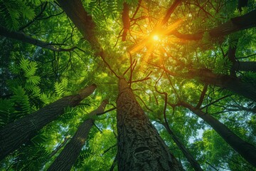 Fototapeta premium Beautiful Green Tree Canopy with Sunlight in Summer, Nature Background, Trees, Verdant, Sun, Refreshing, Environment, Forest, Park, Woods