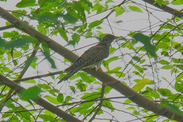 Eurasian Cuckoo