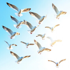 Obraz premium Seagulls Flying Isolated