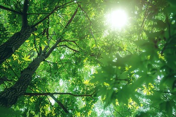 Obraz premium Green Tree Canopy with Sunlight in Summer Nature Background