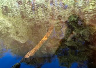 abstract close-up view of leaf texture, water plant in backlight, abstract structure