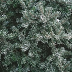 A textured composition of green pine needles and delicate frost, creating a natural and festive atmosphere for holiday-themed designs