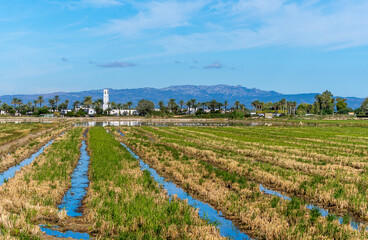 Rice fields in the wetlands of the Ebro Delta with flamingos eating in the background with palm...