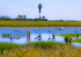 Flamingos feeding in a lagoon of a tranquil wetland in the heart of Doñana National Park with green vegetation under a violet-blue sky at sunset. Andalusia. Spain. © sirbouman