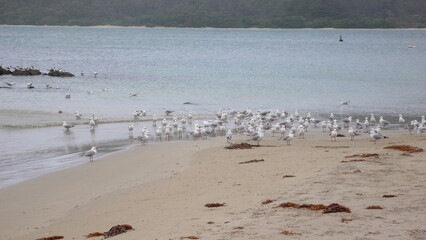 seagulls on the beach