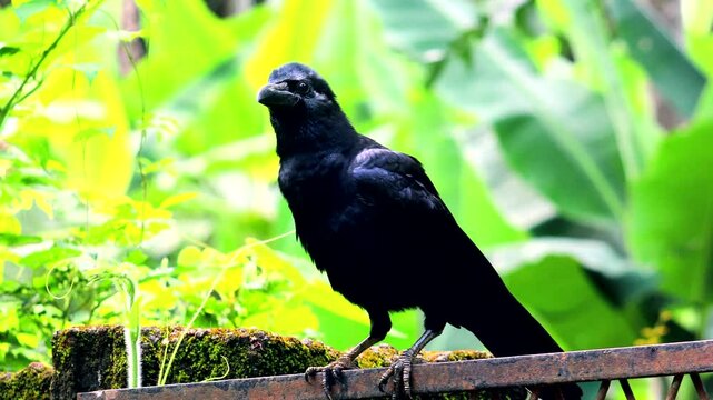black crow bird in india