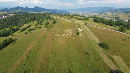 Sheep herd grazing on hillside beside road