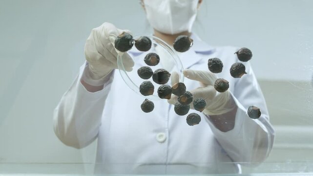 Pouring soapberries from a petri dish onto a clear glass table is what the scientist does. A bottom-up viewpoint makes this video template ideal for contemporary scientific experiments.