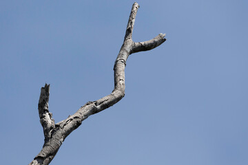 A dry dead tree with blue sky background