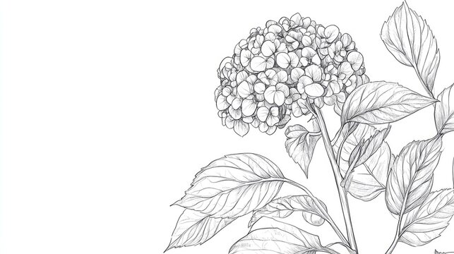 Hydrangea Illustration Botanical Line Art Sketch Design