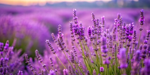 Fototapeta premium Lavender field with tall stalks of purple flowers swaying in the breeze, landscape, natural scenery, botanicals