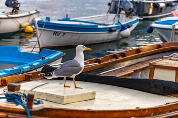 Obraz premium A white tern resting on a boat, a seagull hunting for food scraps....