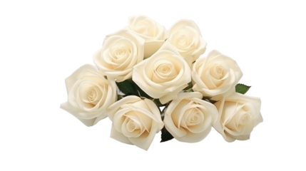 white Rose on white isolated on clear png background and transparent background. Colorful flowers. It looks natural and breezy. sweet and romance concept for love and Valentine, AI generative.