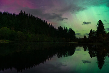 Purple and green aurora borealis streaks above forest