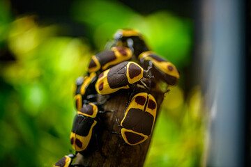 Closeup on flower beetles crowded on a stick 
