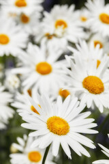 Obraz premium Outdoor, flowers and growth in nature, environment and season for plants, fresh and blossom in ecosystem. Color, green and floral in vegetation, sprout and sustainability of petals, daisy and Europe