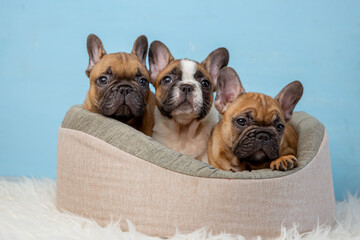 A group of cute French bulldog puppies in an animal bed on a blue background looks at the camera