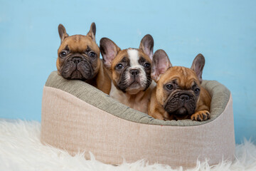 A group of cute French bulldog puppies in an animal bed on a blue background looks at the camera