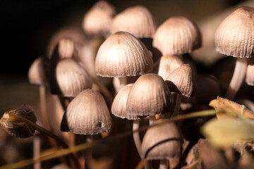 Small mushrooms in the forest on tree trunk