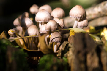 Small mushrooms in the forest on tree trunk