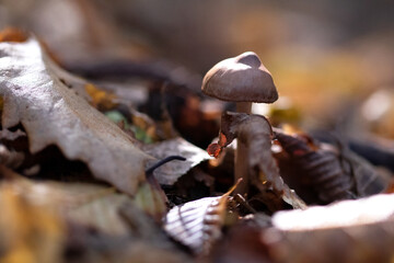 Closeup of mushroom in the forest