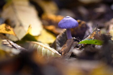 Closeup of mushroom in the forest