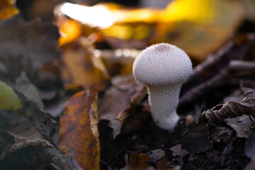 Closeup of mushroom in the forest