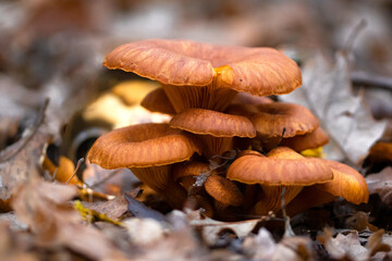 Luminous funnel mushroom Omphalotus olearius growing in groups on or around the base of tree trunks, stumps