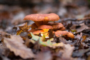 Luminous funnel mushroom Omphalotus olearius growing in groups on or around the base of tree trunks, stumps
