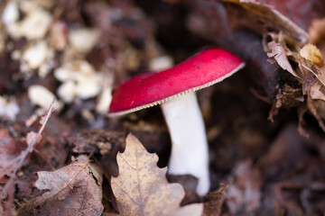Russula emetica mushroom or vomiting russula with red cap on the forest ground 